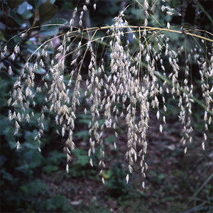 CHIONOCHLOA CONSPICUA seed image