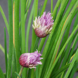 HERB CHIVES seed image