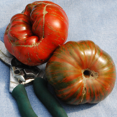 TOMATO CHOCOLATE STRIPES seed image