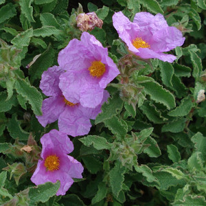 CISTUS CRETICUS seed image