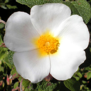 CISTUS POPULIFOLIS seed image