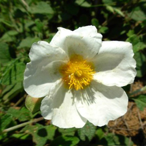 CISTUS SINTENISII seed image