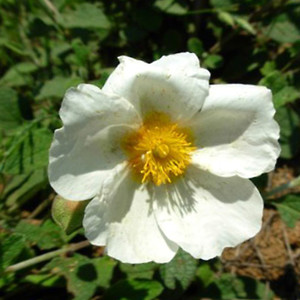 CISTUS SINTENISII seed image