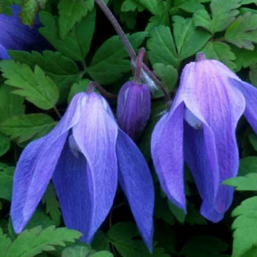 CLEMATIS ALPINA 'FRANCES RIVIS' seed image