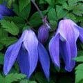 CLEMATIS ALPINA 'FRANCES RIVIS' seed image