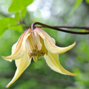 CLEMATIS CHIISANENSIS seed image