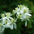 CLEMATIS FLAMMULA seed image