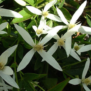 200 Clematis Seeds Helios Flower Seeds BULK SEEDS 