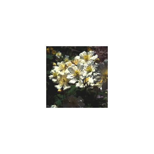 CLEMATIS POTANINII seed image
