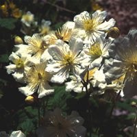 CLEMATIS POTANINII seed image