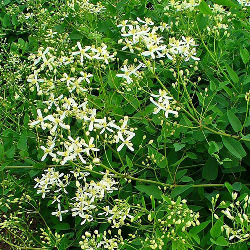 CLEMATIS RECTA seed image