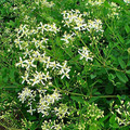 CLEMATIS RECTA seed image