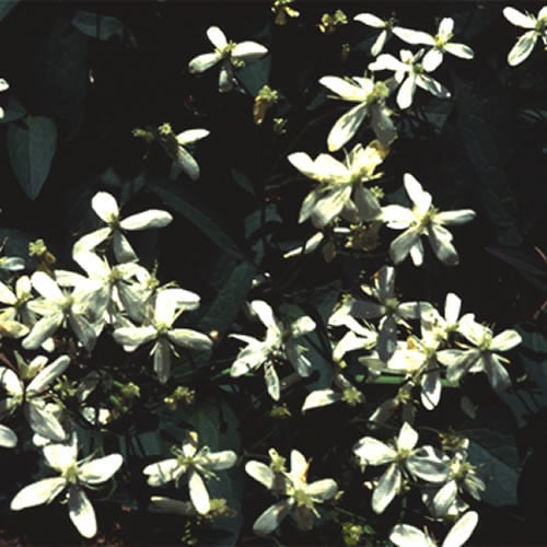CLEMATIS RECTA PURPUREA seed image