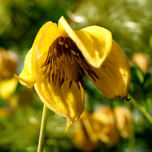 CLEMATIS TANGUTICA seed image
