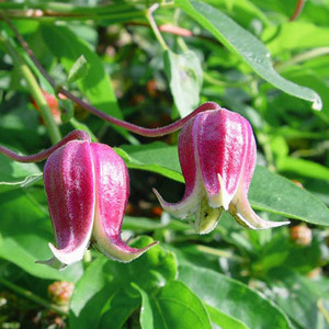 CLEMATIS VIORNA seed image