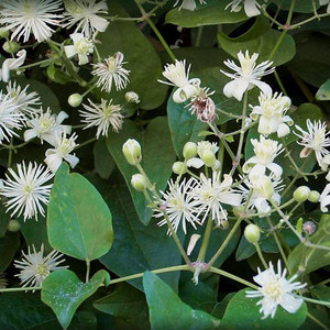 CLEMATIS VITALBA seed image