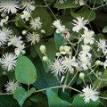 CLEMATIS VITALBA seed image