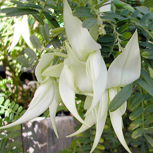 CLIANTHUS PUNICEUS ALBUS seed image