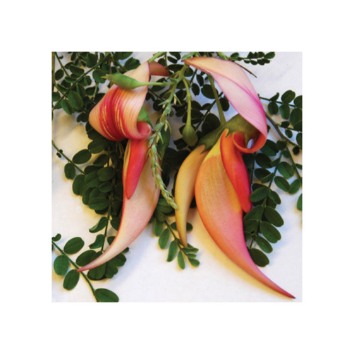 CLIANTHUS PUNICEUS 'PINK FLAMINGO' seed image