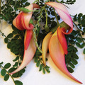 CLIANTHUS PUNICEUS 'PINK FLAMINGO' seed image