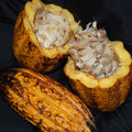 COCOA seed image