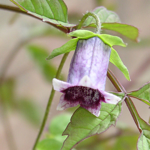 CODONOPSIS BHUTANICA seed image