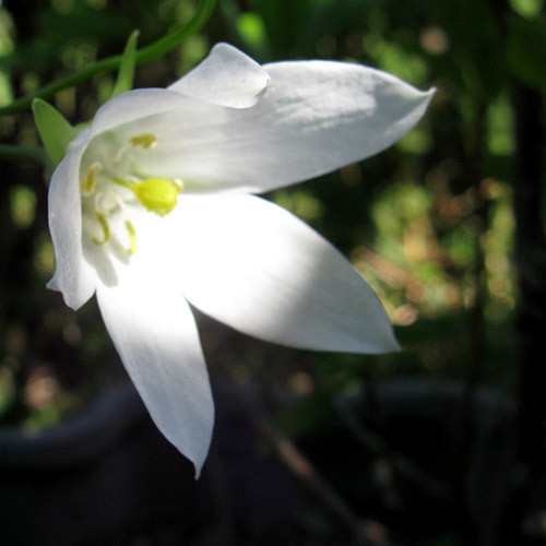 CODONOPSIS GREY-WILSONII 'HIMAL SNOW' seed image