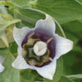 CODONOPSIS MOLLIS seed image