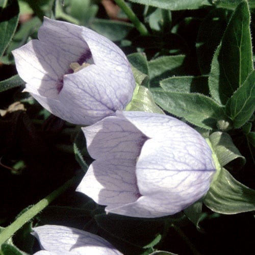 CODONOPSIS OVATA seed image