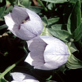 CODONOPSIS OVATA seed image