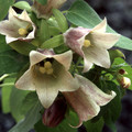 CODONOPSIS TANGSHEN seed image
