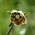 CODONOPSIS VIRIDIFLORA seed image