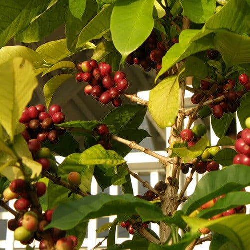 COFFEA ARABICA 'CASTILLO' (COFFEE) seed image