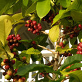 COFFEA ARABICA 'CASTILLO' (COFFEE) seed image