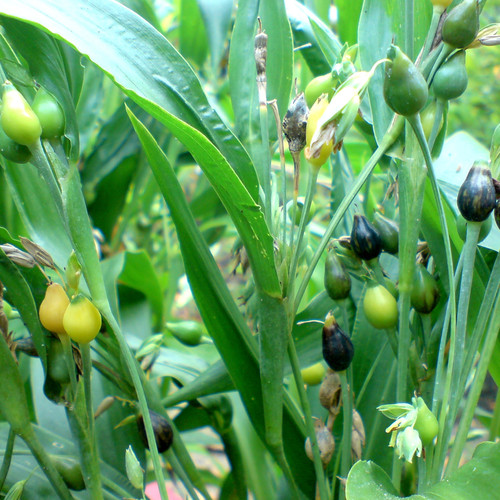COIX LACRYMA-JOBI seed image