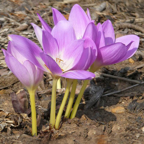 COLCHICUM BORNMUELLERI seed image