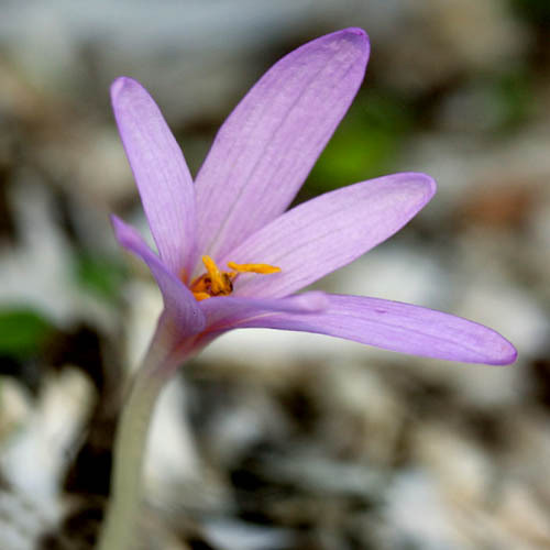 COLCHICUM CORSICUM seed image