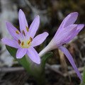 COLCHICUM CUPANII seed image