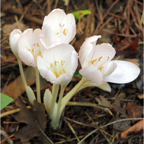 COLCHICUM DIAMPOLIS seed image