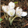 COLCHICUM DIAMPOLIS seed image