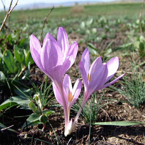 COLCHICUM LAETUM seed image