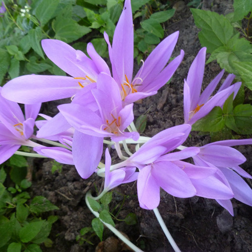 COLCHICUM AUTUMNALE 'LILAC WONDER' seed image