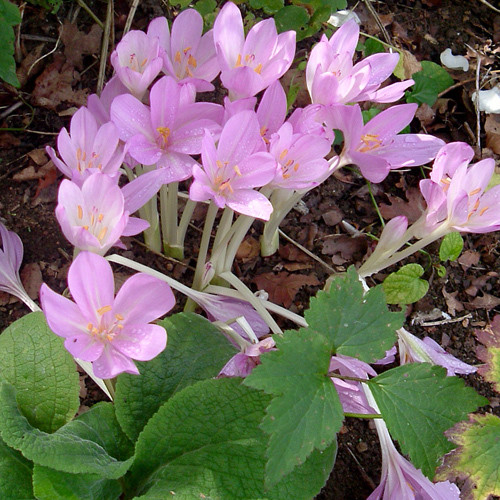COLCHICUM MIXED seed image