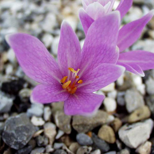 COLCHICUM NEAPOLITANUM seed image