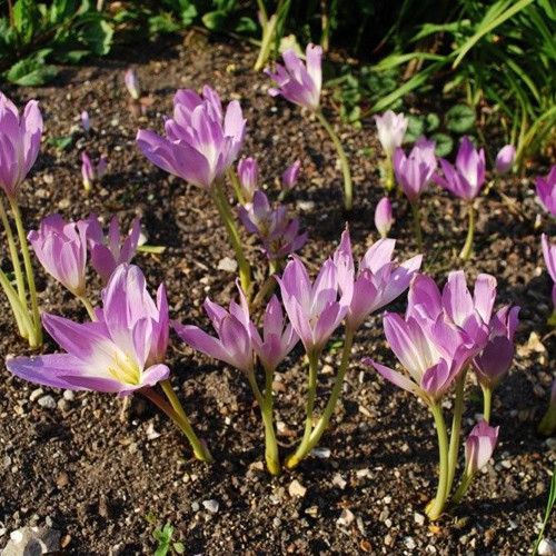 COLCHICUM SPECIOSUM seed image
