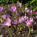 COLCHICUM SPECIOSUM seed image