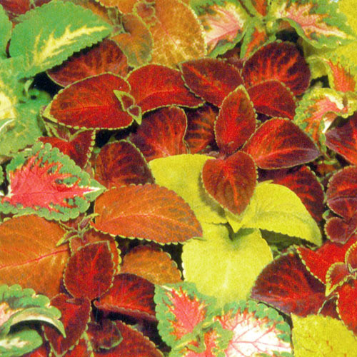 COLEUS 'RAINBOW MASTER BLEND' seed image
