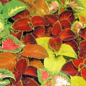 COLEUS 'RAINBOW MASTER BLEND' seed image