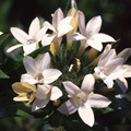 COLLOMIA GRANDIFLORA seed image