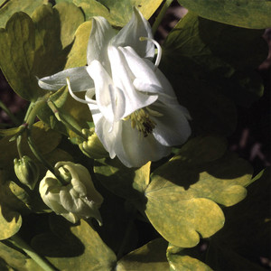 COLOURED FOLIAGE COLLECTION seed image